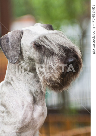 Portrait of a light gray Czech Terrier dog Portrait of a light gray Czech Terrier dog 73498405