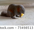 Little cute squirrel eating pineapple on floor. Forest animal in city. 73498513
