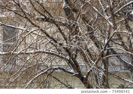 Heavy snowfall on tree branches in Thessaloniki, Greece. 73498541