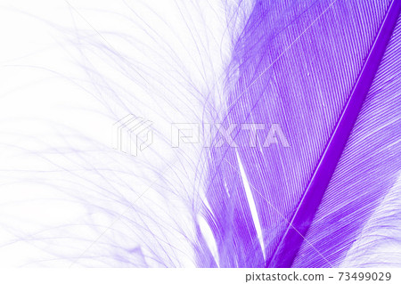 Blue Feather 73499029