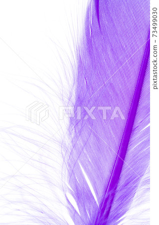 Blue Feather 73499030