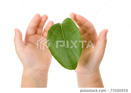Green leaf 73500938