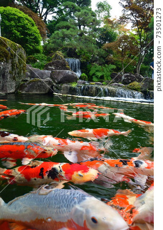 Nishikigoi Village (Niigata Prefecture) 73501273