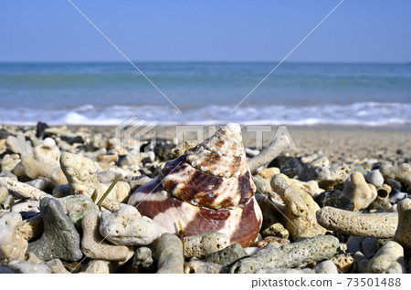 Seashells drifting on the coast of Amami Oshima (Sarasabatei) 73501488