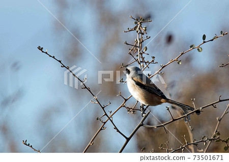 稍大一些的Takasagomozu黑色面具，像神秘的Zoro 73501671