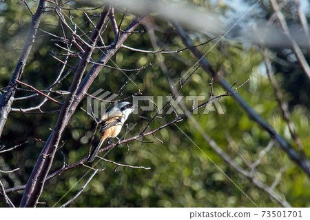 稍大一些的Takasagomozu黑色面具，像神秘的Zoro 73501701