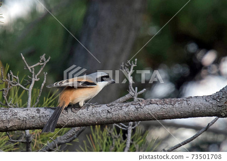 A slightly larger long-tailed shrike in the shrike, a black mask like Zorro 73501708