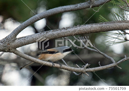 A slightly larger long-tailed shrike in the shrike, a black mask like Zorro 73501709