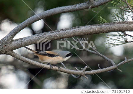 稍大一些的Takasagomozu黑色面具，像神秘的Zoro 73501710