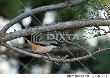 稍大一些的Takasagomozu黑色面具，像神秘的Zoro 73501711