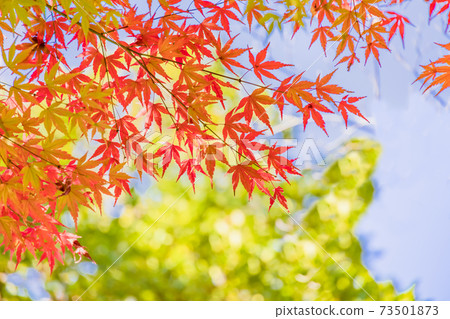 Autumn leaves bathed in the sunlight Autumn leaves bathed in the sunlight 73501873