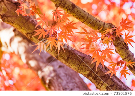 Autumn leaves bathed in the sunlight Autumn leaves bathed in the sunlight 73501876