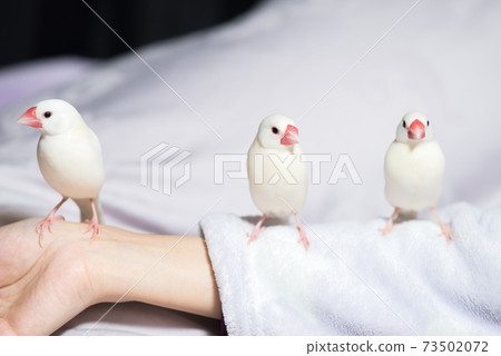 [白鳥]排隊的三隻手持鳥 73502072