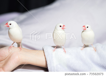 [白鳥]排隊的三隻手持鳥 73502073