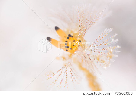 Kanna Tsutsuya 73502096