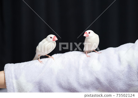 [White sparrow] Two hand-held Java sparrows... - Stock Photo [73502124 ...