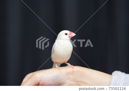 [白鳥]手持鳥 73502126