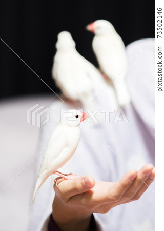 [白鳥]騎馬鳥，三隻鳥並列 73502146