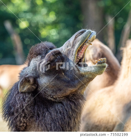 Bactrian camel, Camelus bactrianus in a german zoo Bactrian camel, Camelus bactrianus in a german zoo 73502199