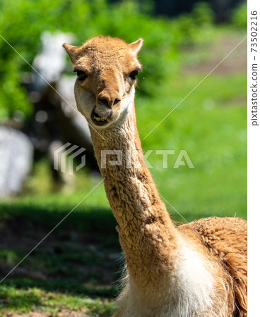 Vicunas, Vicugna Vicugna, relatives of the llama 73502216