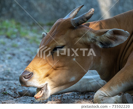 Banteng, Bos javanicus or Red Bull is a type of wild cattle. 73502220