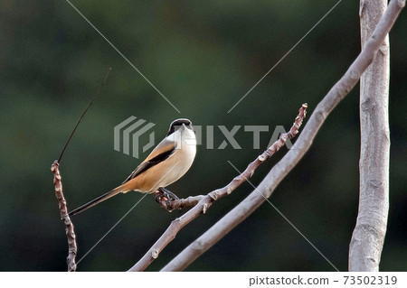 稍大一些的Takasagomozu黑色面具，像神秘的Zoro 73502319