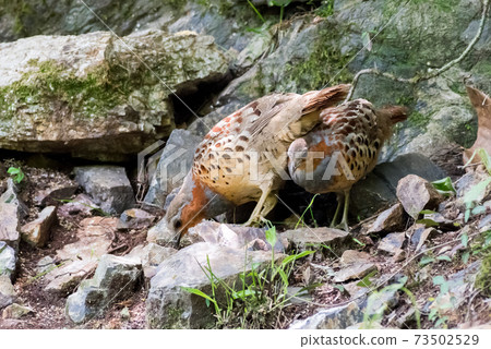 [野鳥] Kojukei的情侶 73502529