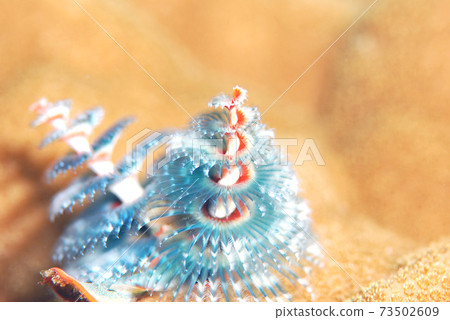 大旋鰓蟲 73502609