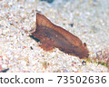 Zumajirookoze 73502636