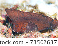 Zumajirookoze 73502637