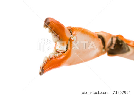Crab Claw Crab Claw 73502995
