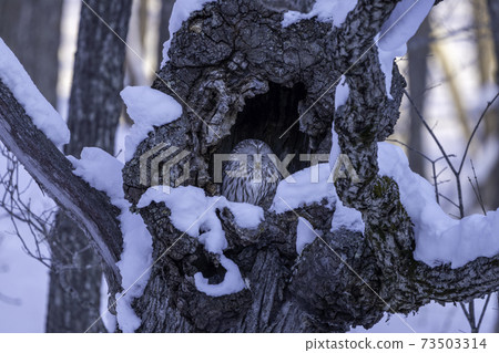 嚴冬雪和鼠尾草貓頭鷹 73503314