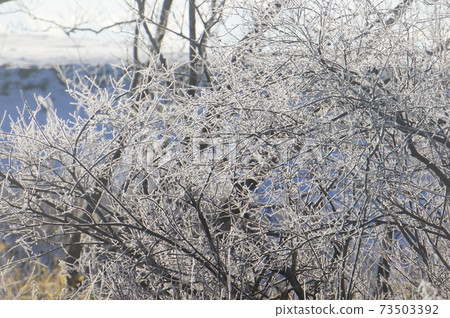 北海道冬季植物 73503392