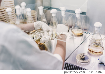 Female scientist working with laminar flow at corona virus vaccine development laboratory research facility. 73503482