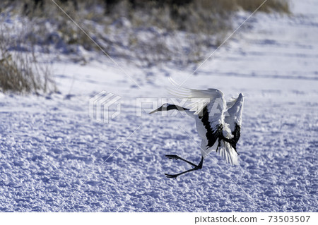 Red-crowned crane falling down on a snowy field Red-crowned crane falling down on a snowy field 73503507