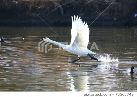 Swan landing site in Kawajima-cho, Hiki-gun, Saitama Prefecture 73503742