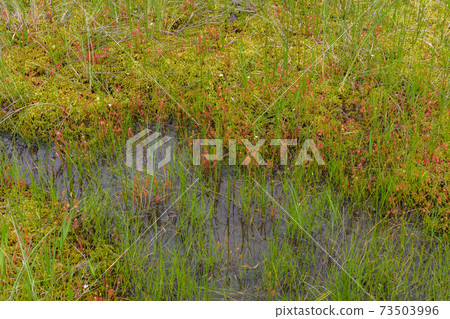 Drosera capensis and Drosera capensis Drosera capensis and Drosera capensis 73503996
