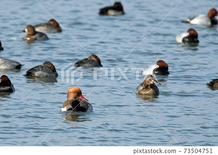 Red-crested pork, a rare waterfowl, is a beautiful duck with a red beak and a characteristic head shape, as the name suggests. Red-crested pork, a rare waterfowl, is a beautiful duck with a red beak and a characteristic head shape, as the name suggests. 73504751