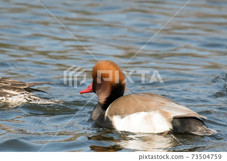 Red-crested pork, a rare waterfowl, is a beautiful duck with a red beak and a characteristic head shape, as the name suggests. 73504759