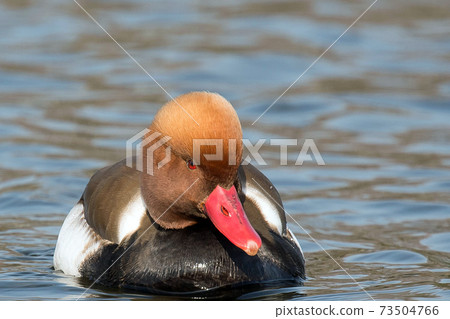 Red-crested pork, a rare waterfowl, is a beautiful duck with a red beak and a characteristic head shape, as the name suggests. 73504766