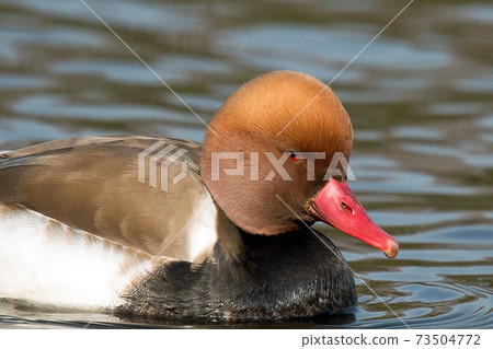 Red-crested pork, a rare waterfowl, is a beautiful duck with a red beak and a characteristic head shape, as the name suggests. Red-crested pork, a rare waterfowl, is a beautiful duck with a red beak and a characteristic head shape, as the name suggests. 73504772