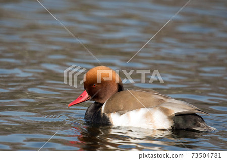 Red-crested pork, a rare waterfowl, is a beautiful duck with a red beak and a characteristic head shape, as the name suggests. Red-crested pork, a rare waterfowl, is a beautiful duck with a red beak and a characteristic head shape, as the name suggests. 73504781