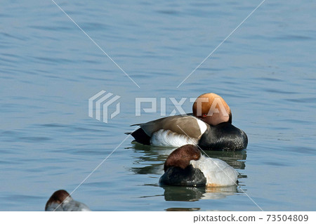 Red-crested pork, a rare waterfowl, is a beautiful duck with a red beak and a characteristic head shape, as the name suggests. 73504809