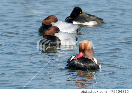 Red-crested pork, a rare waterfowl, is a beautiful duck with a red beak and a characteristic head shape, as the name suggests. Red-crested pork, a rare waterfowl, is a beautiful duck with a red beak and a characteristic head shape, as the name suggests. 73504815