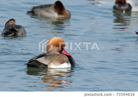 Red-crested pork, a rare waterfowl, is a beautiful duck with a red beak and a characteristic head shape, as the name suggests. 73504816