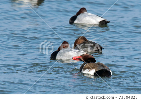 Red-crested pork, a rare waterfowl, is a beautiful duck with a red beak and a characteristic head shape, as the name suggests. Red-crested pork, a rare waterfowl, is a beautiful duck with a red beak and a characteristic head shape, as the name suggests. 73504823