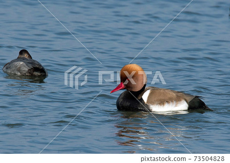 Red-crested pork, a rare waterfowl, is a beautiful duck with a red beak and a characteristic head shape, as the name suggests. 73504828
