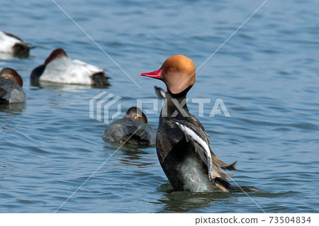 Red-crested pork, a rare waterfowl, is a beautiful duck with a red beak and a characteristic head shape, as the name suggests. 73504834