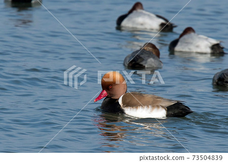 名叫“赤頭八次郎”（Akahashi Hajiro）的水鳥很少出現，是一頭漂亮的鴨子，頭頂紅。 73504839