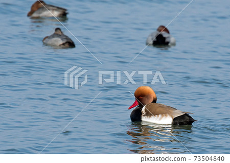 Red-crested pork, a rare waterfowl, is a beautiful duck with a red beak and a characteristic head shape, as the name suggests. 73504840